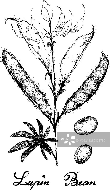 手绘新鲜羽扇豆和种子图片素材