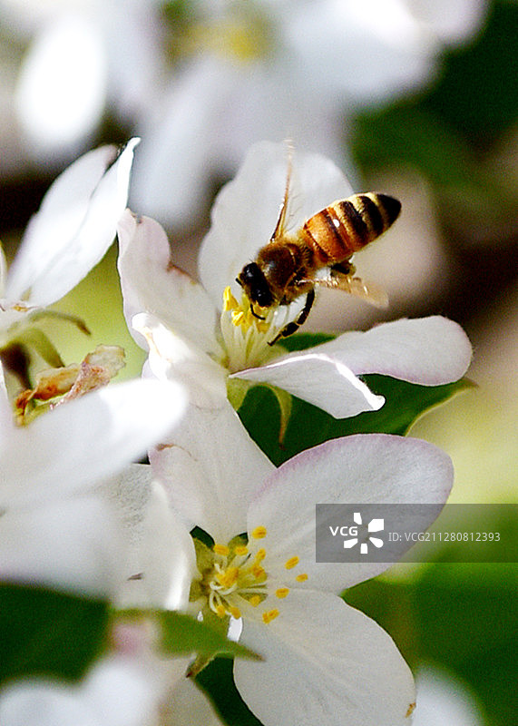 辛勤的蜜蜂宛若一只只穿梭花间的精灵采酿甜蜜生活图片素材
