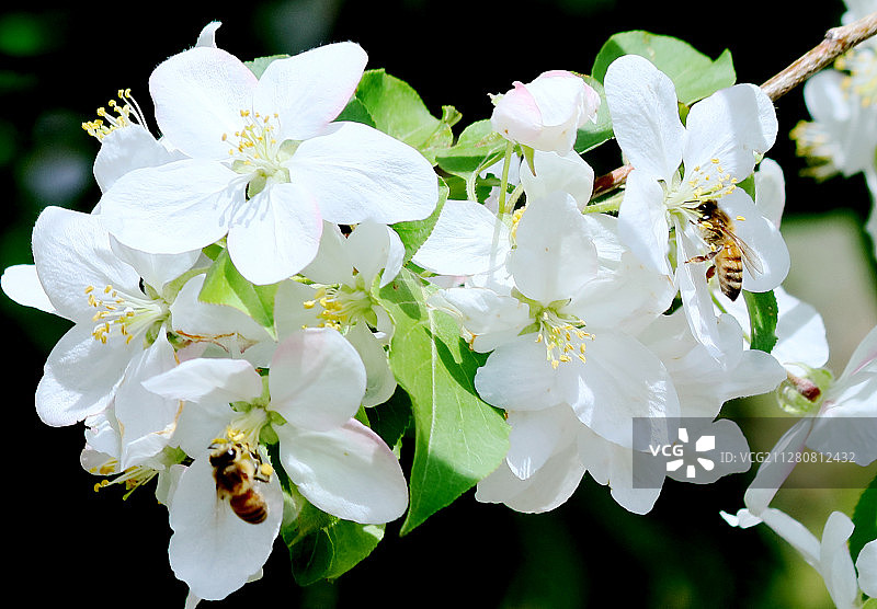 辛勤的蜜蜂宛若一只只穿梭花间的精灵采酿甜蜜生活图片素材