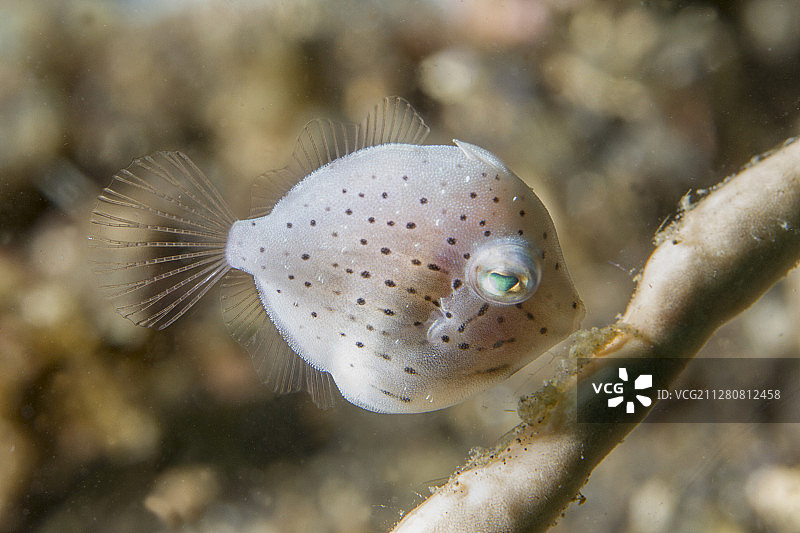 幼年丝藻鱼图片素材