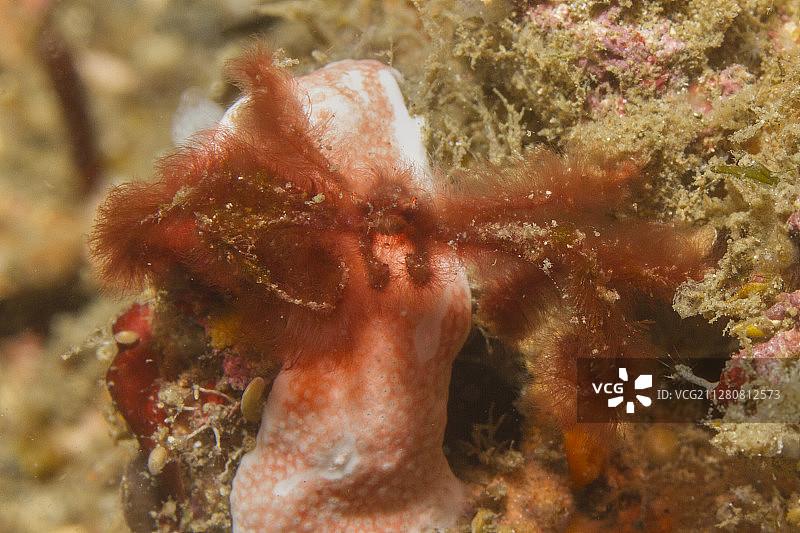 猩猩蟹图片素材