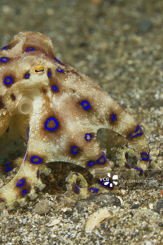 蓝环章鱼特写图片素材