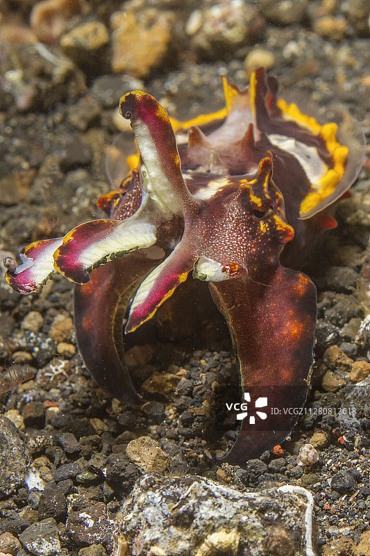 火焰乌贼正面图图片素材