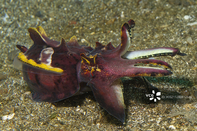 火焰乌贼图片素材