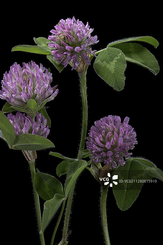 红车轴草图片素材