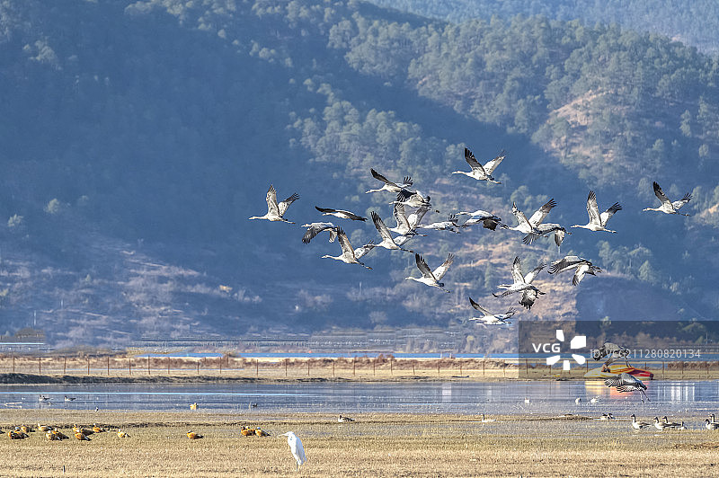 惊起一滩黑颈鹤图片素材