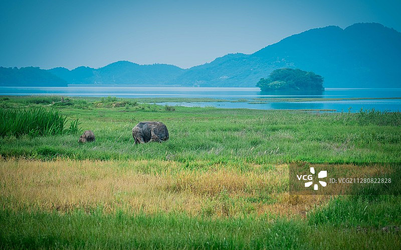 古村、牧牛和茶山图片素材