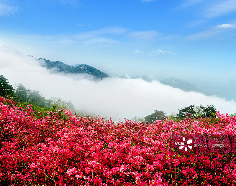 麻城杜鹃花图片素材
