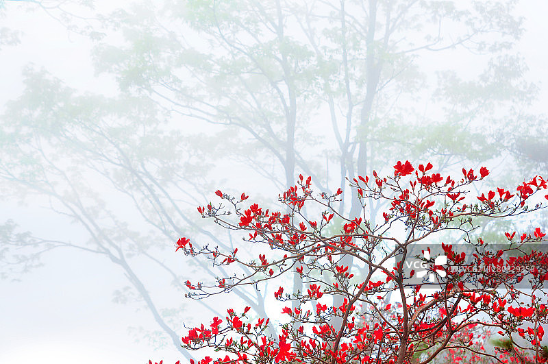 杜鹃花图片素材
