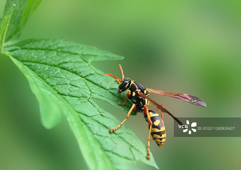 大黄蜂图片素材