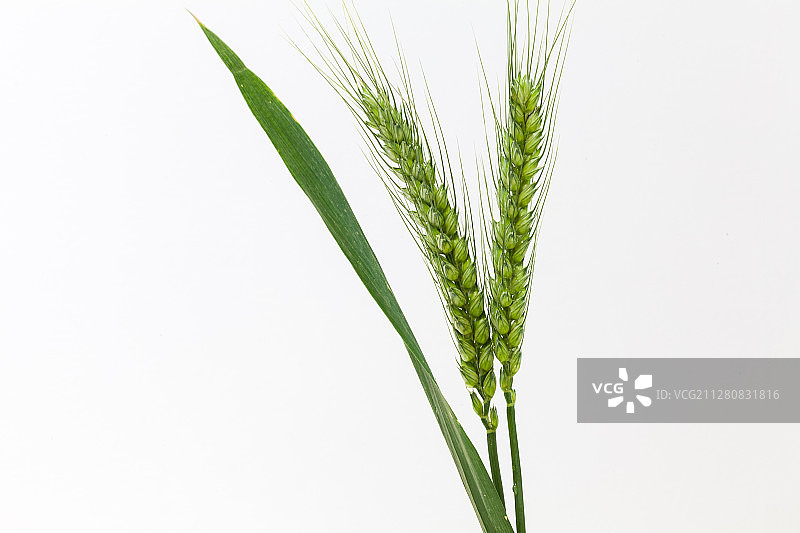 一枝麦穗在白色背景上图片素材