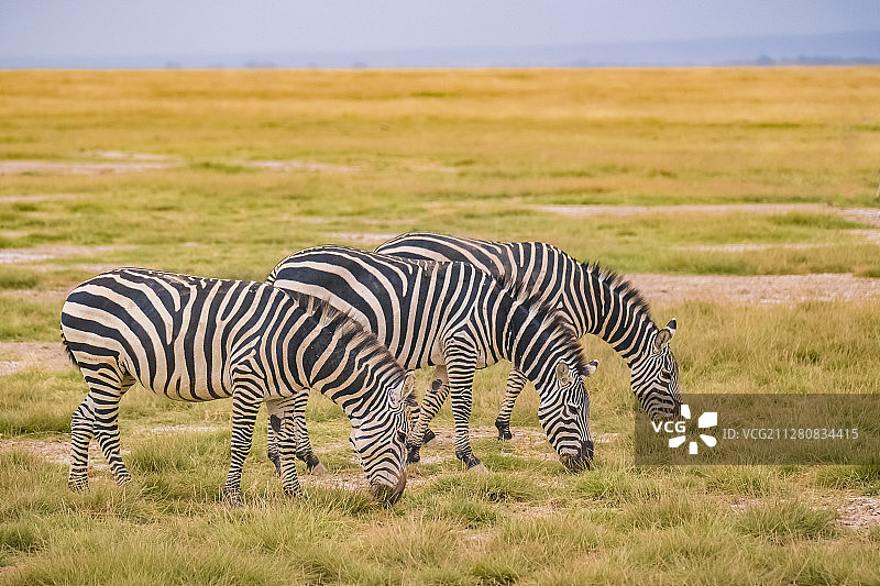 肯尼亚马赛马拉国家公园的斑马～津津有味图片素材