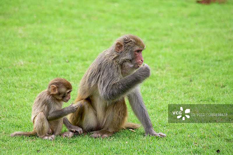 两只猴子图片素材