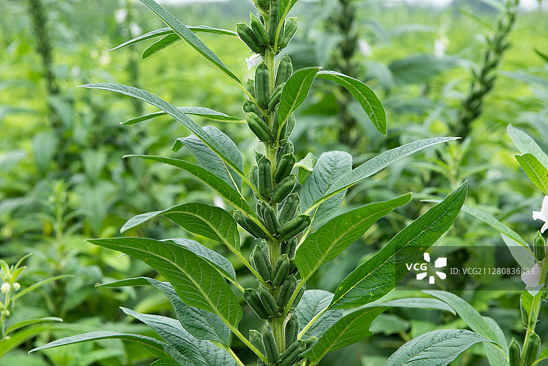 芝麻开花图片素材