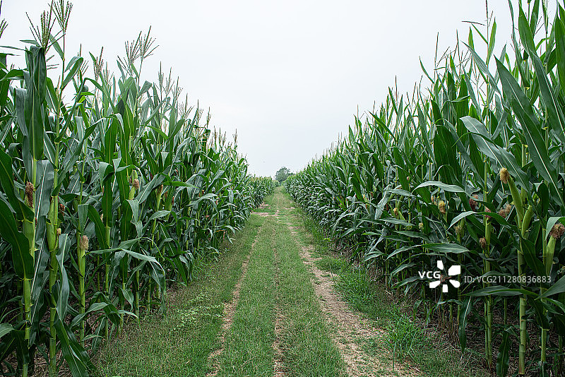 乡间道路玉米种植图片素材