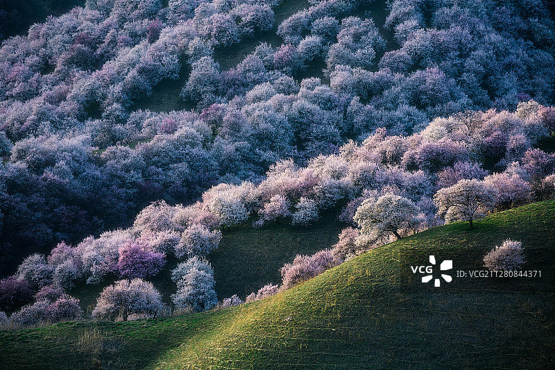 春天杏花盛放的新疆伊犁吐尔根杏花沟图片素材