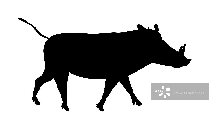 疣猪轮廓剪影图片素材