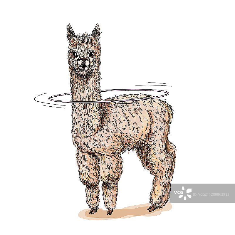 戴着呼啦圈的彩色羊驼图片素材