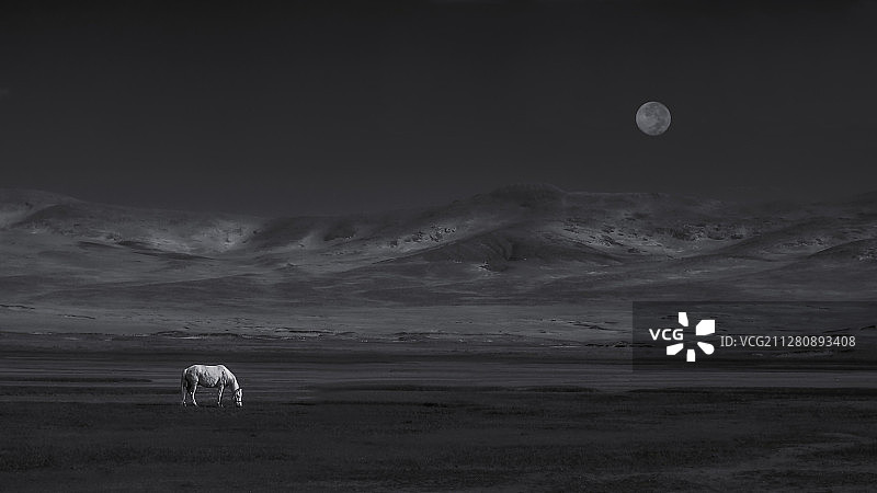 巴嘎草原上一匹孤独的马图片素材