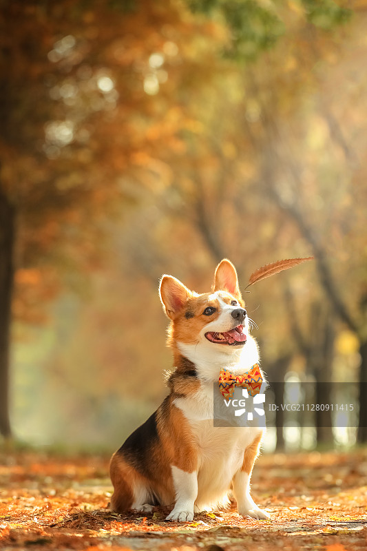 柯基和落叶图片素材