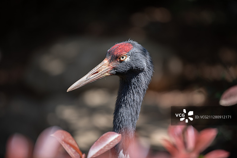 黑颈鹤图片素材
