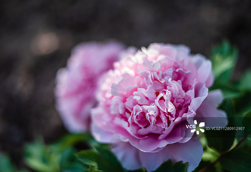 河北柏乡汉牡丹园图片素材