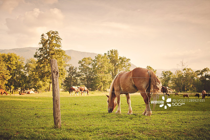 田纳西州凯兹峡谷的马群图片素材
