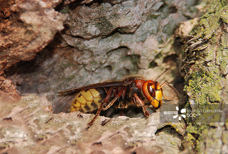 大黄蜂图片素材