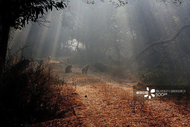 巴拉特布尔国家公园小径图片素材