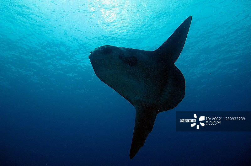 努沙佩尼达的翻车鱼图片素材