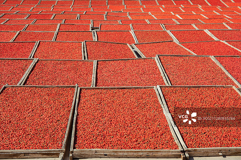 宁夏枸杞晾晒图片素材