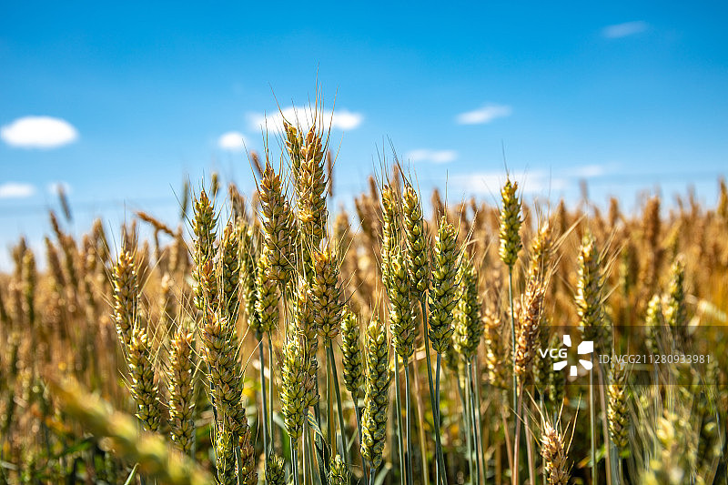 甘肃省敦煌青稞麦田图片素材
