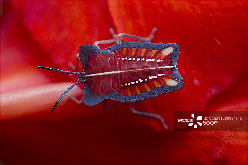 红色背景上的臭味图片素材