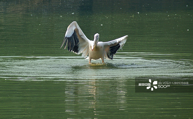德里动物园内，一只鹈鹕在湖中着陆后晾晒翅膀图片素材