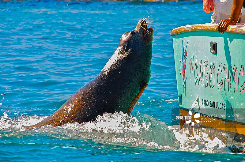 饥饿的海狮图片素材