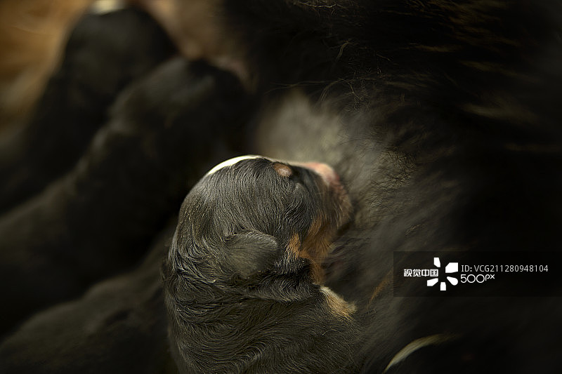 幼狮和它的兄弟姐妹一起进食图片素材