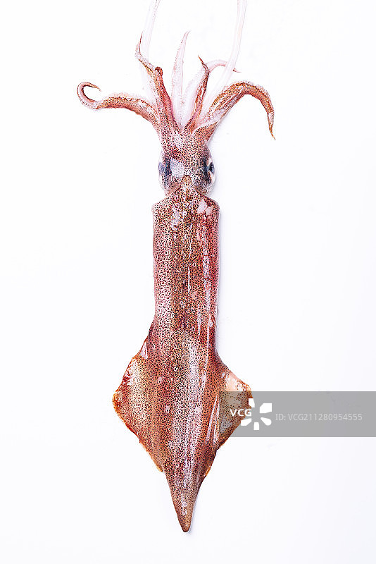 新鲜的鱿鱼图片素材