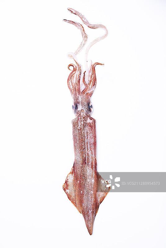 新鲜的鱿鱼图片素材