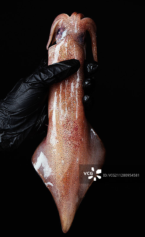 新鲜的鱿鱼图片素材