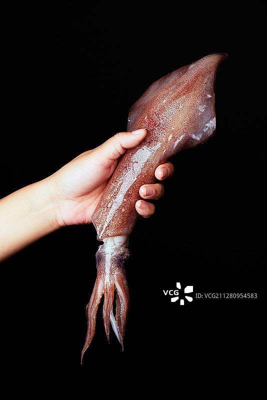 新鲜的鱿鱼图片素材