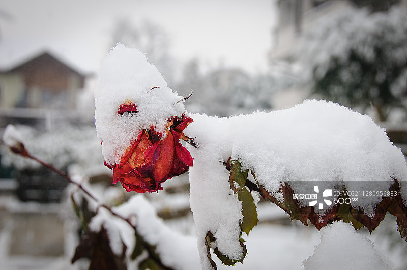 雪与花 #2图片素材