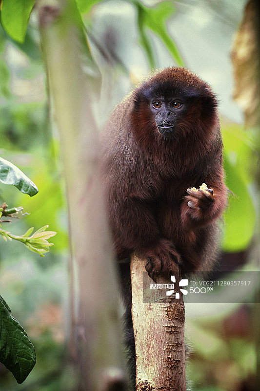 别打扰我，我在吃东西！图片素材