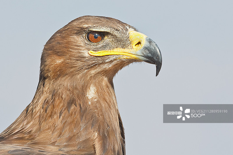近距离观察草原雕图片素材