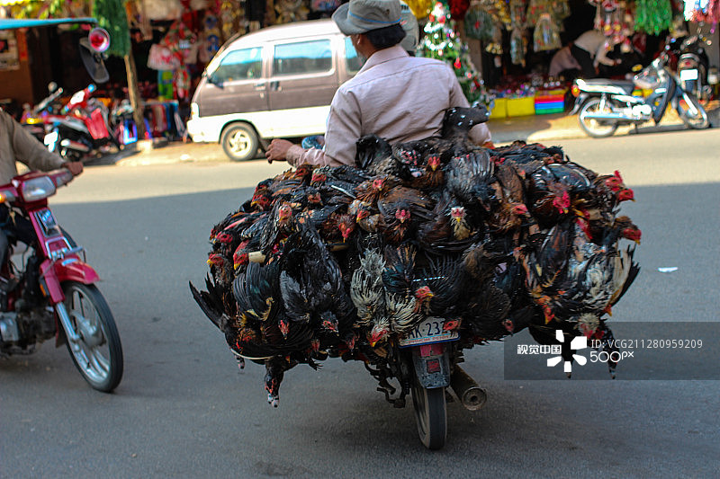 骑摩托车的鸡图片素材