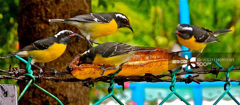 享受款待：圣马丁岛的香蕉金丝雀图片素材