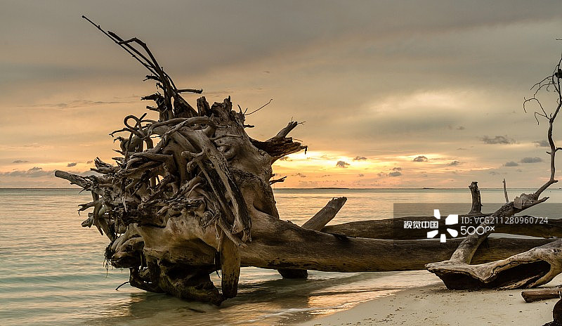 海滩上的枯树和旱地图片素材