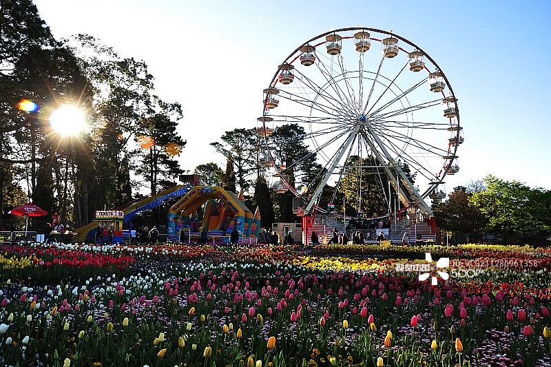 堪培拉花节图片素材
