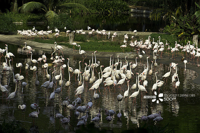 新加坡裕廊飞禽公园内的火烈鸟数量图片素材