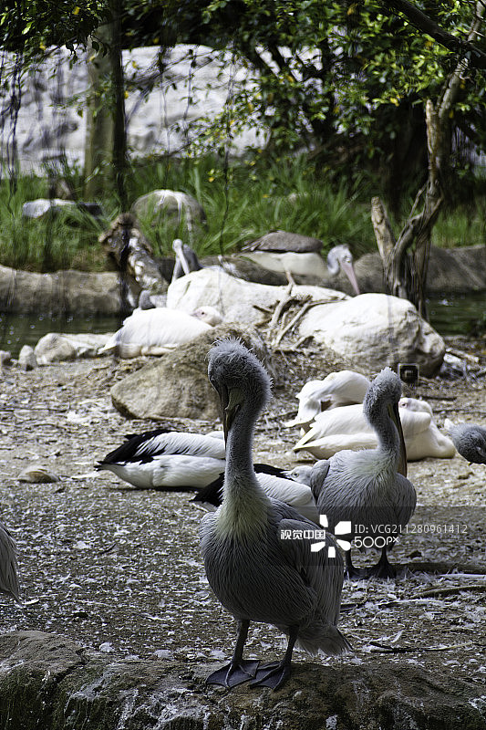 新加坡裕廊飞禽公园的鹈鹕图片素材