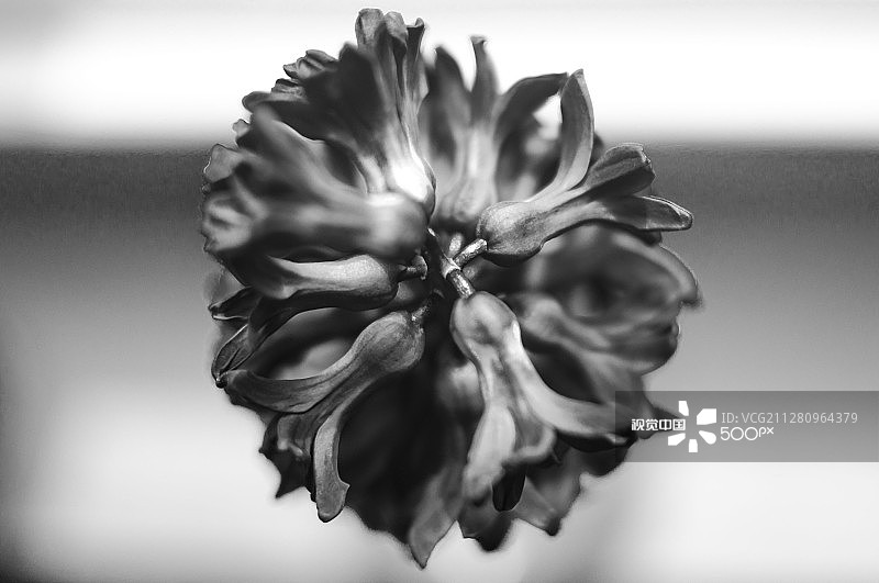 风信子顶部图片素材